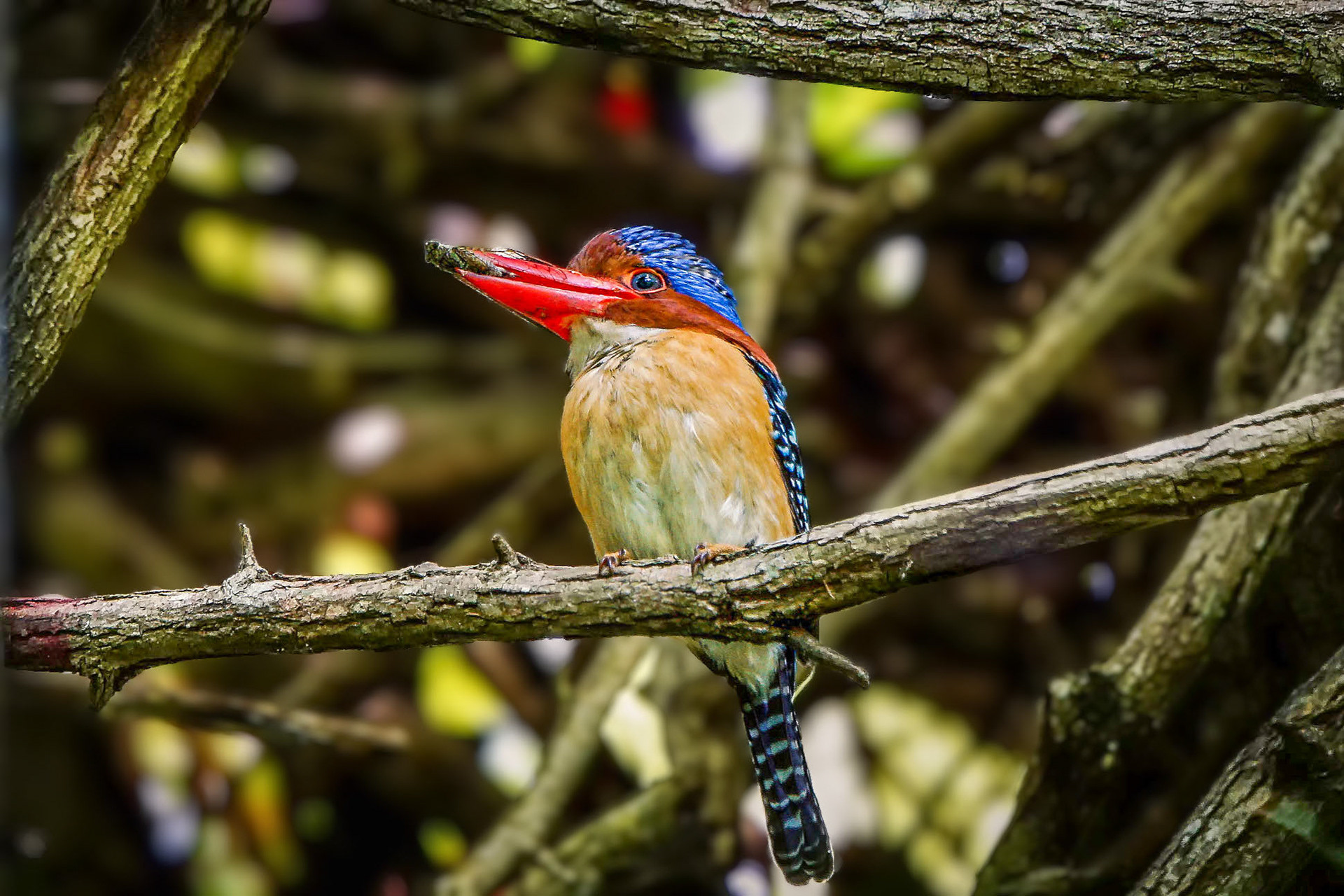 male