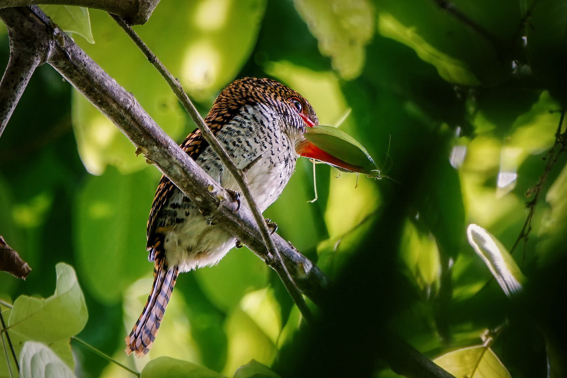 female