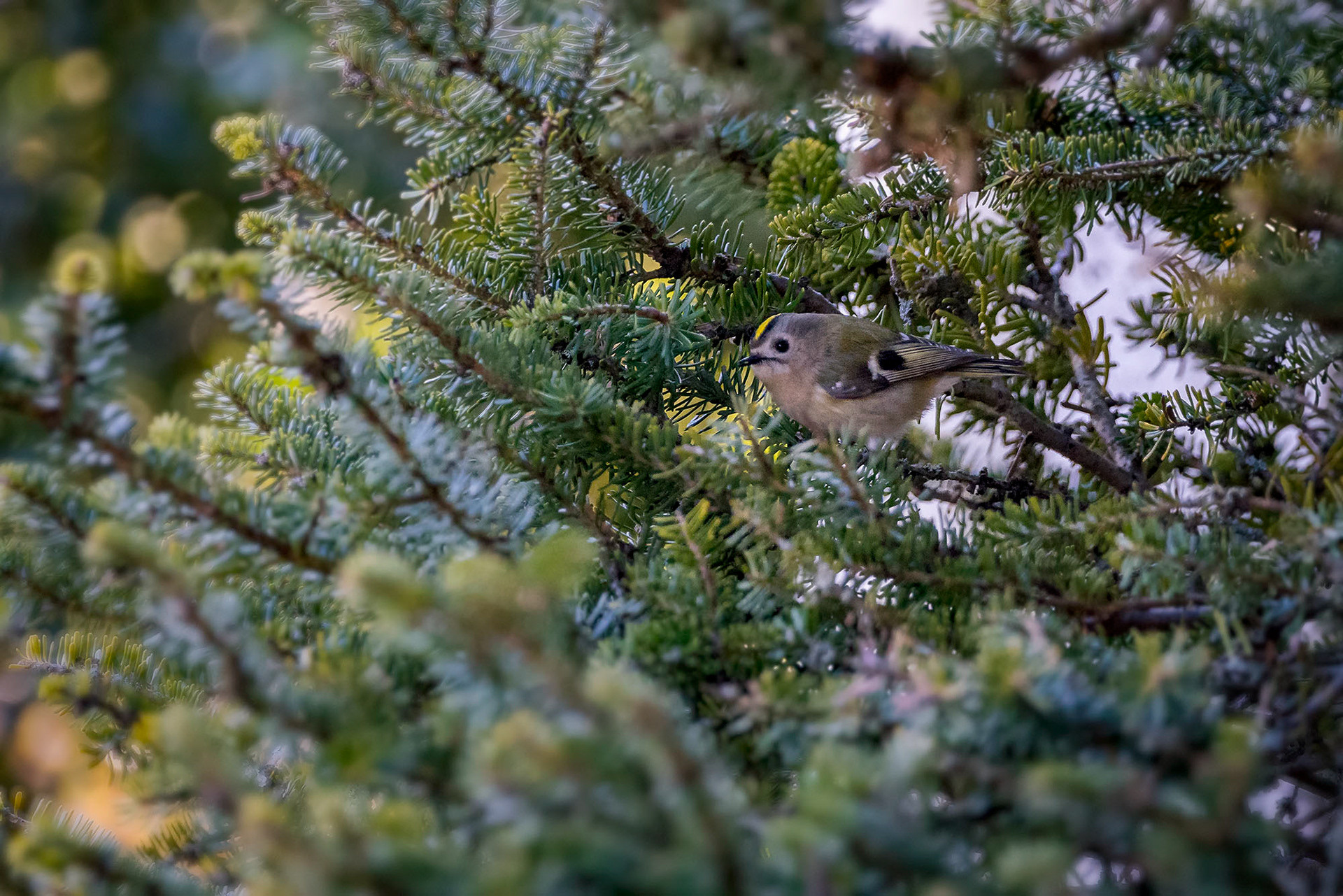 Wintergoldhähnchen