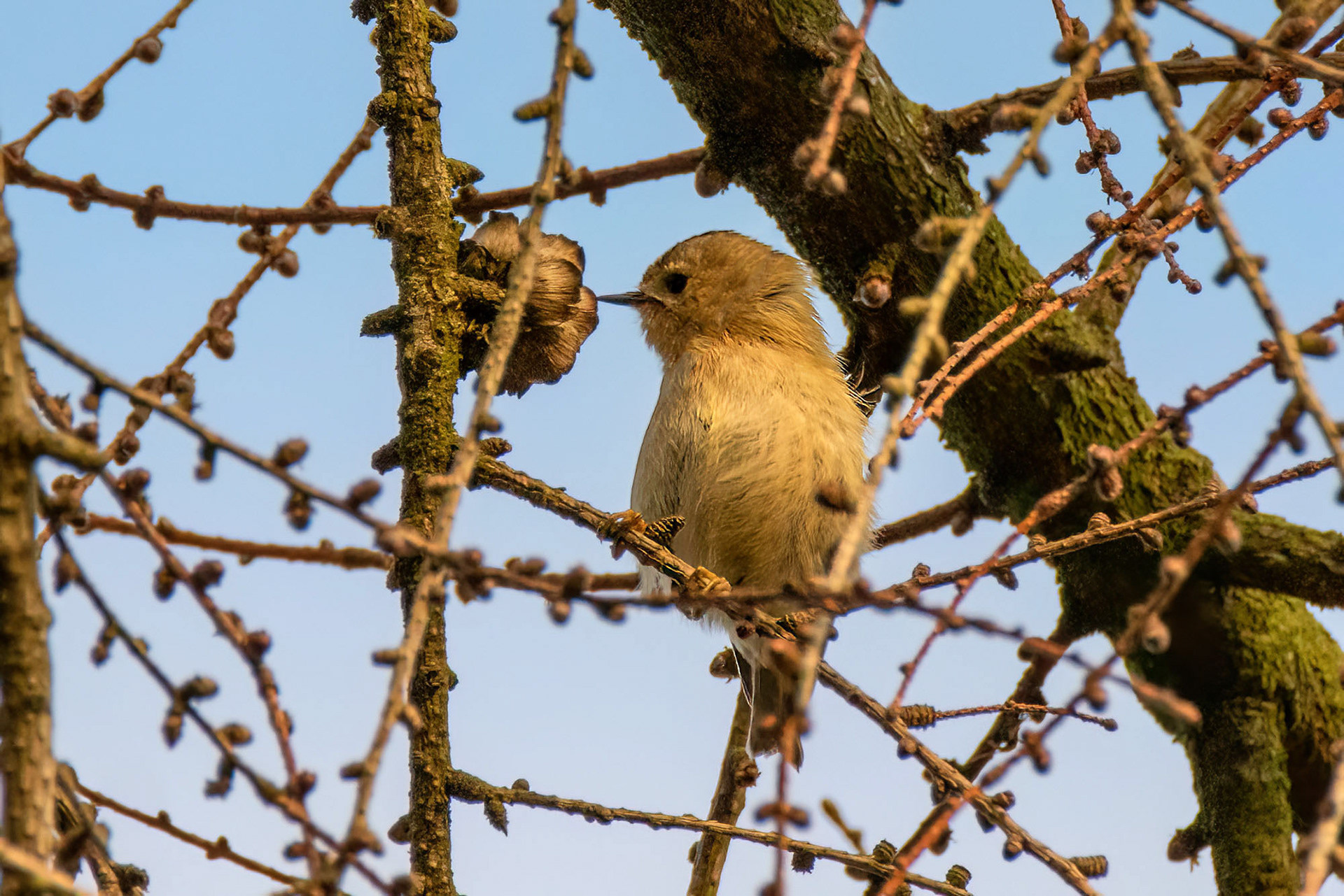 Wintergoldhähnchen