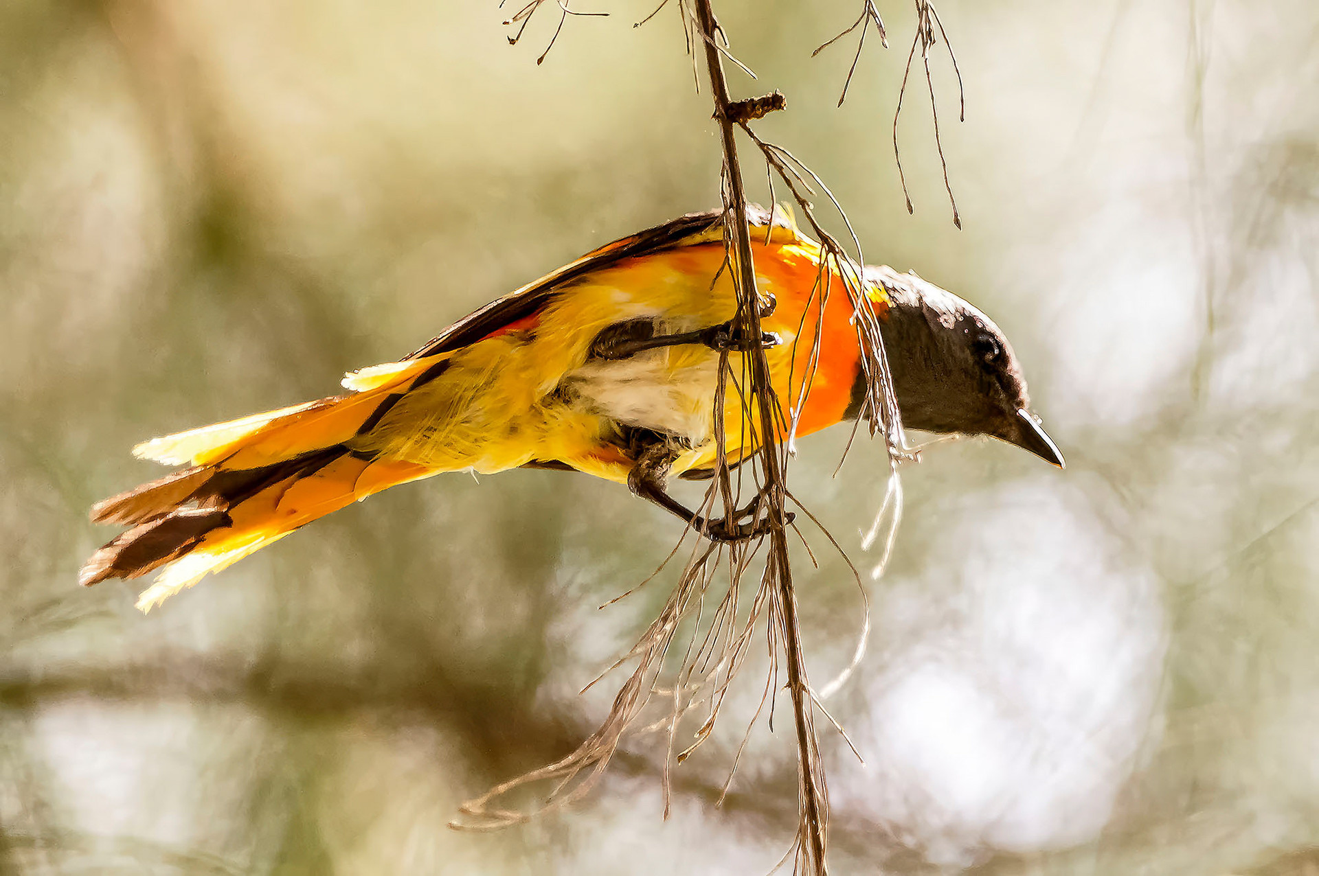 male