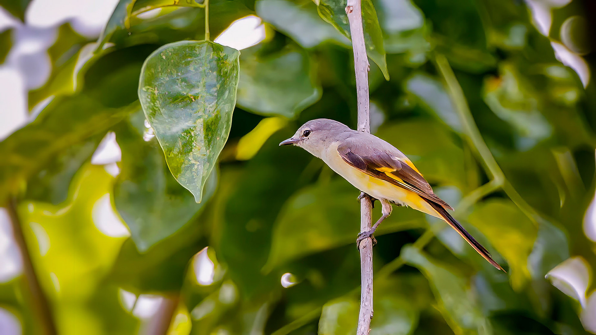 female