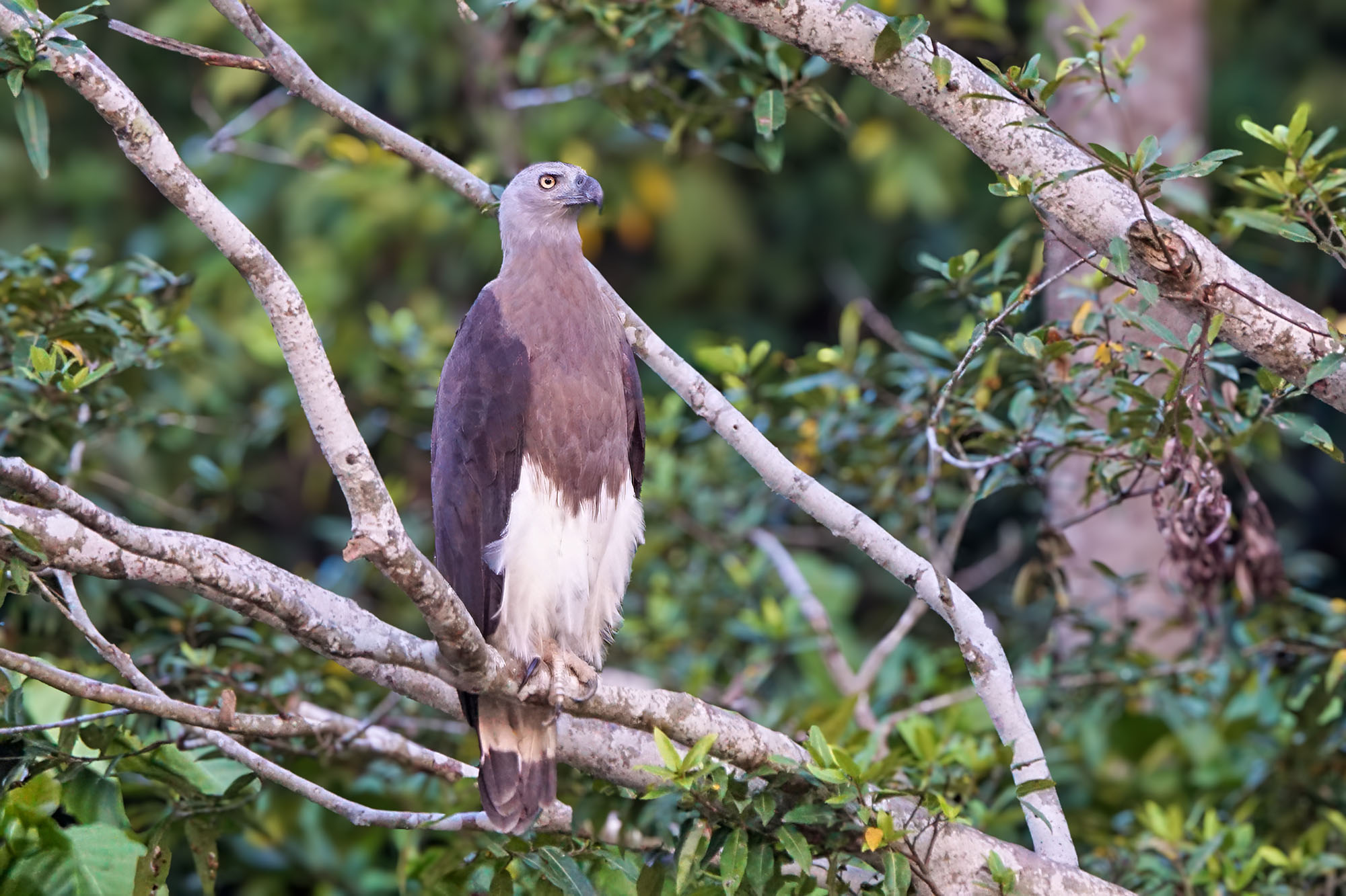 Graukopfseeadler