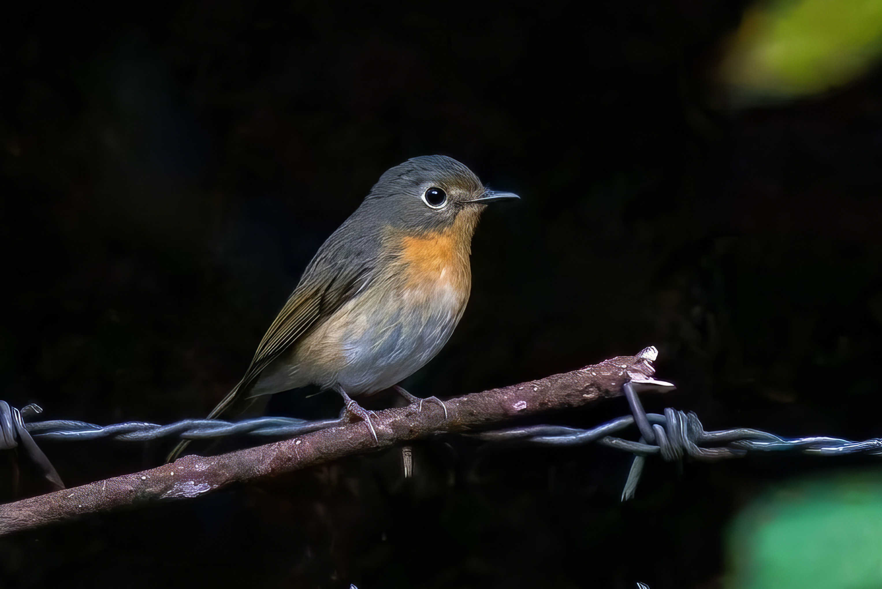 female
