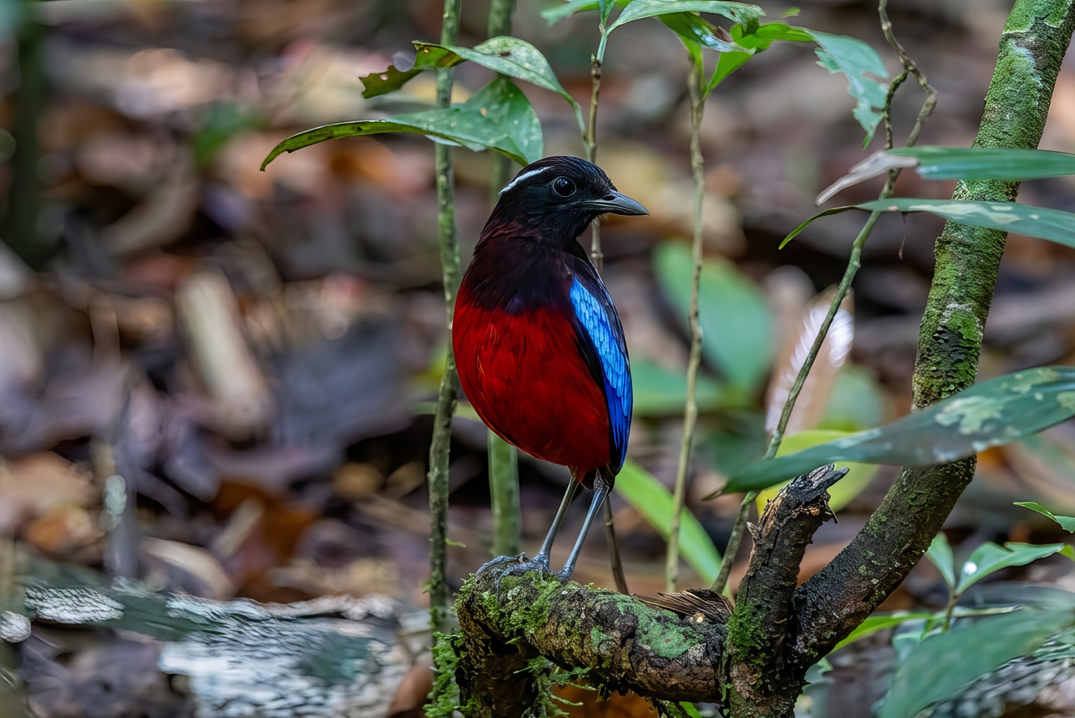 Schwarzscheitelpitta