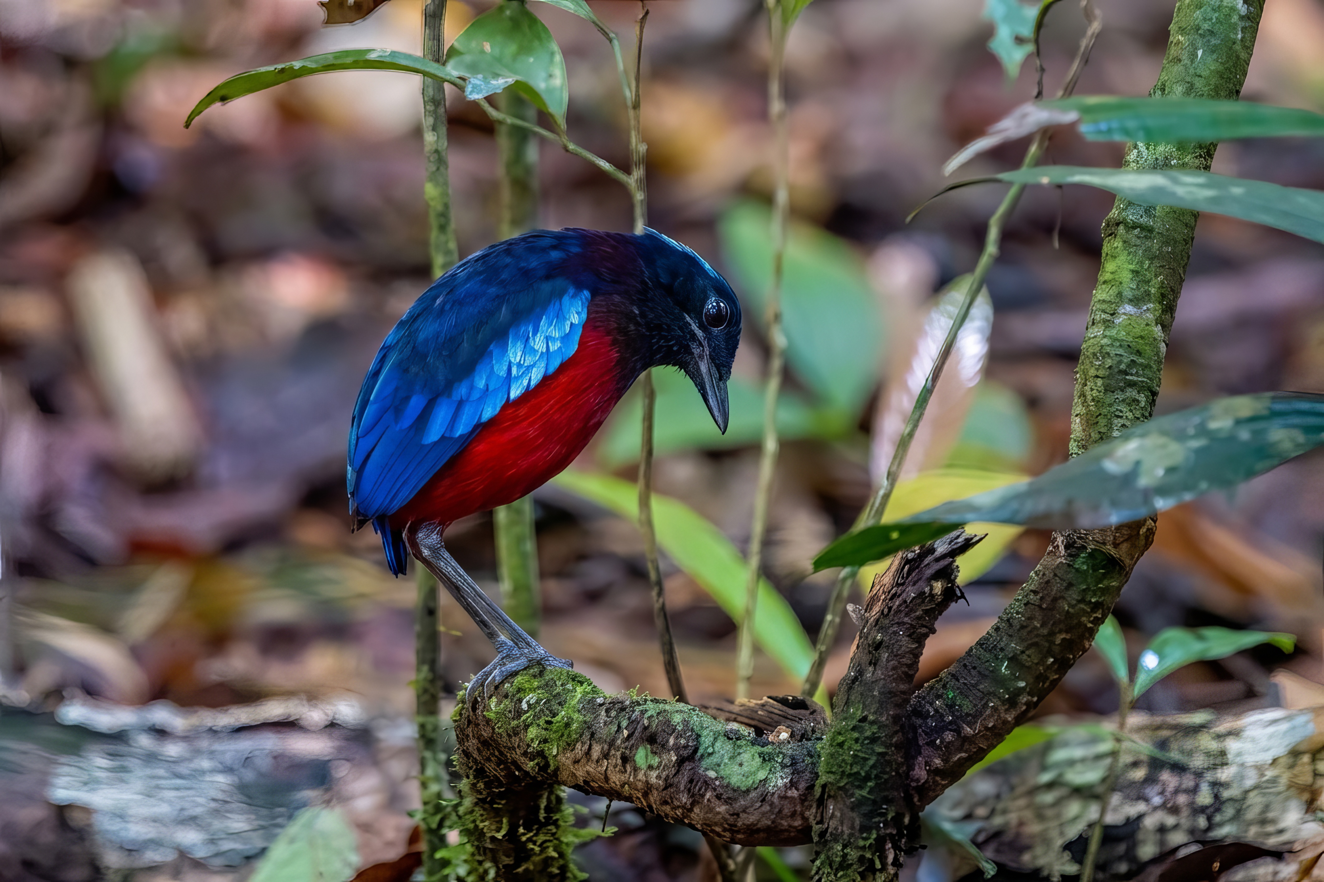 Schwarzscheitelpitta