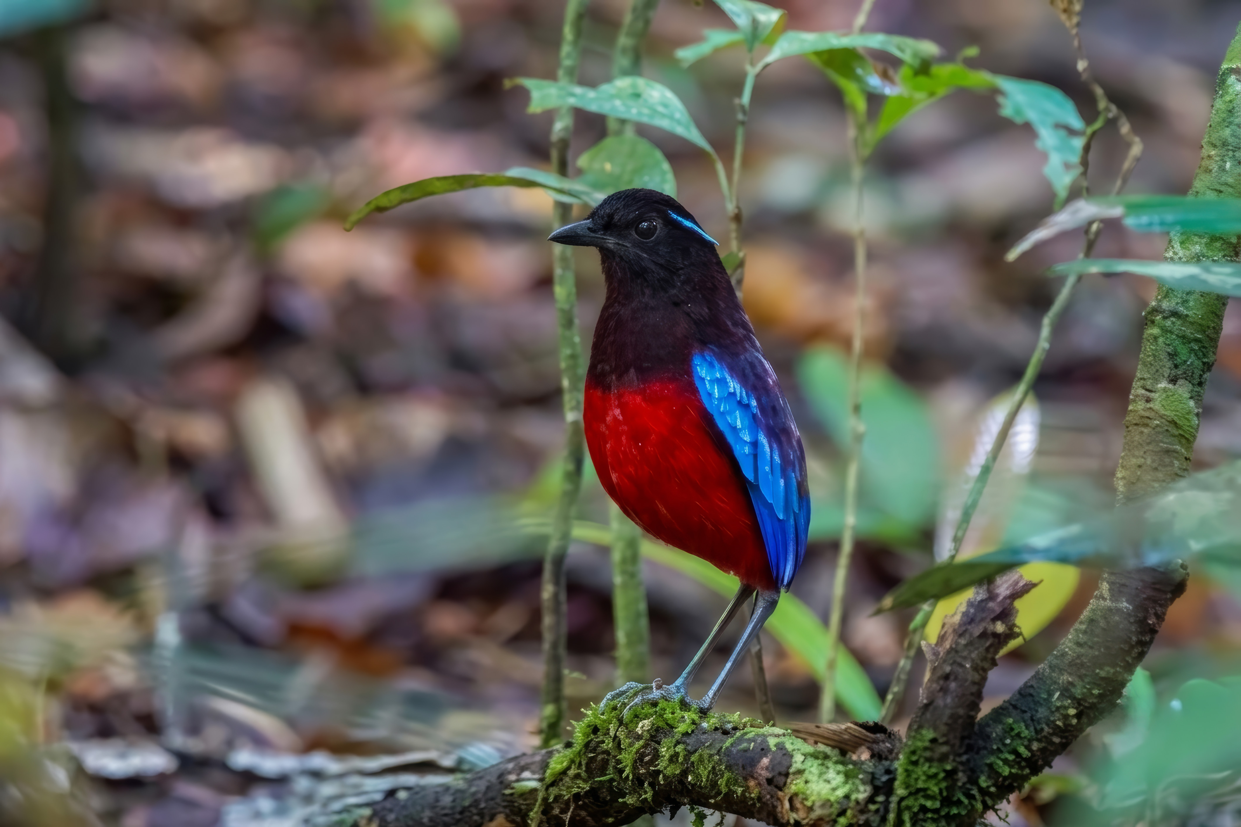 Schwarzscheitelpitta
