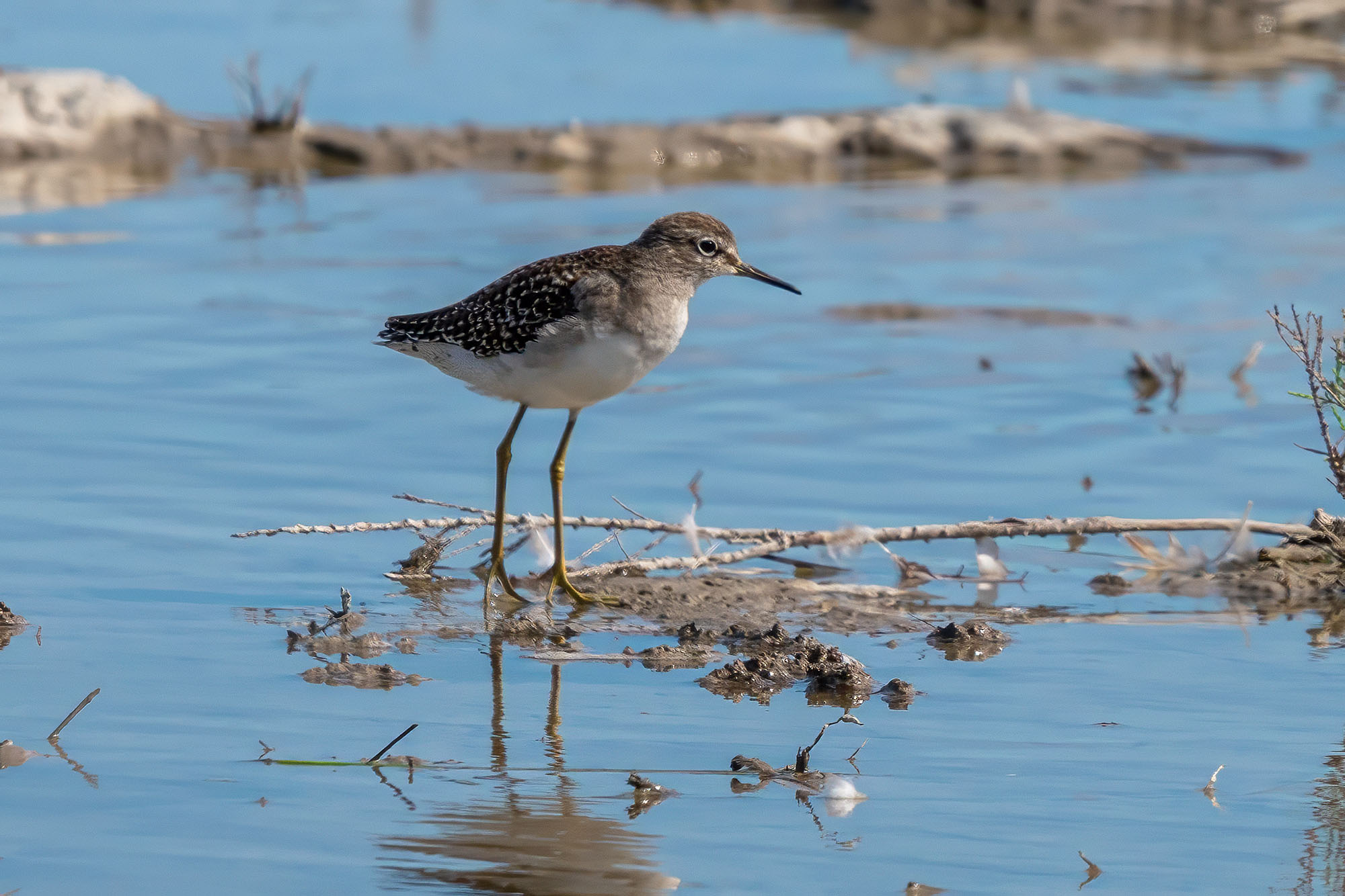 Bruchwasserläufer