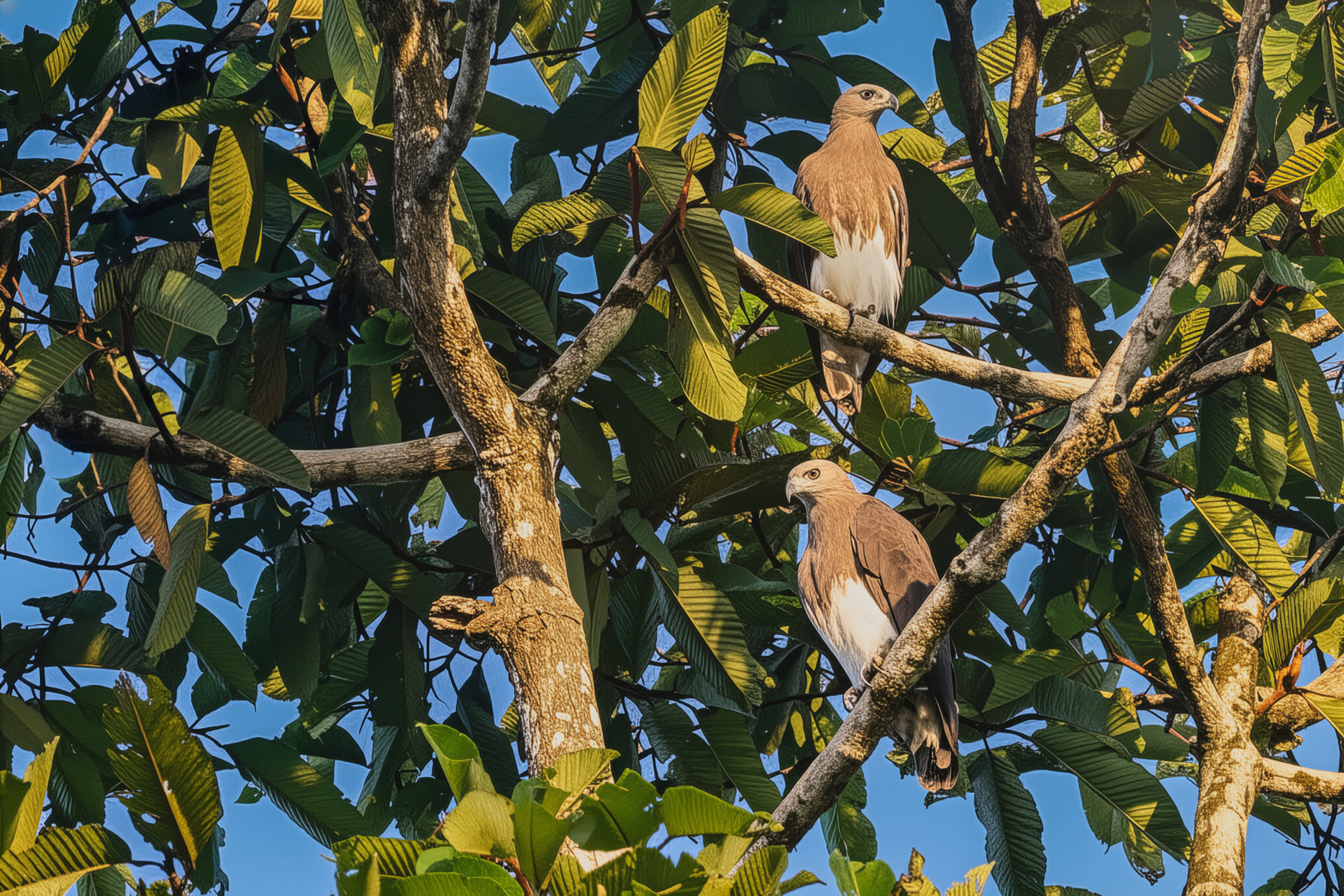 Graukopfseeadler