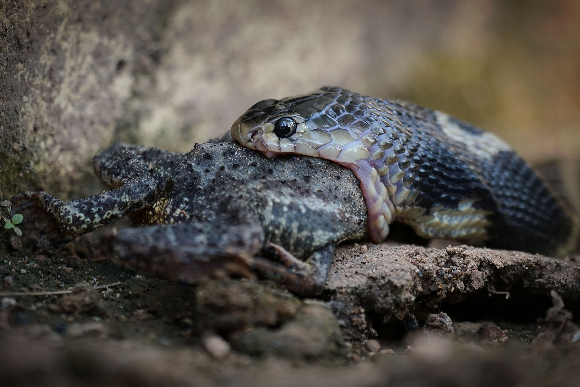 Reptilien & Spinnentiere
