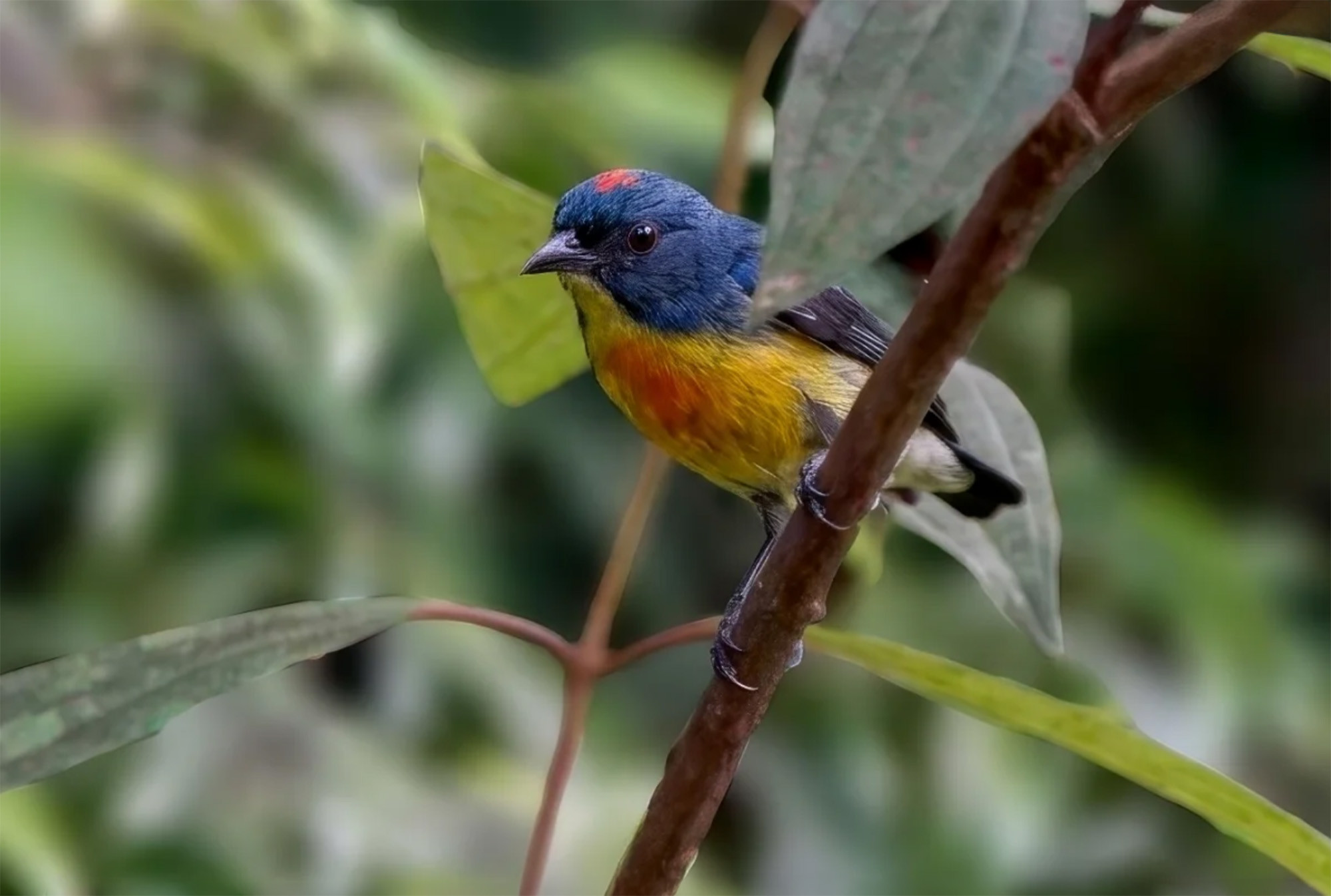 female