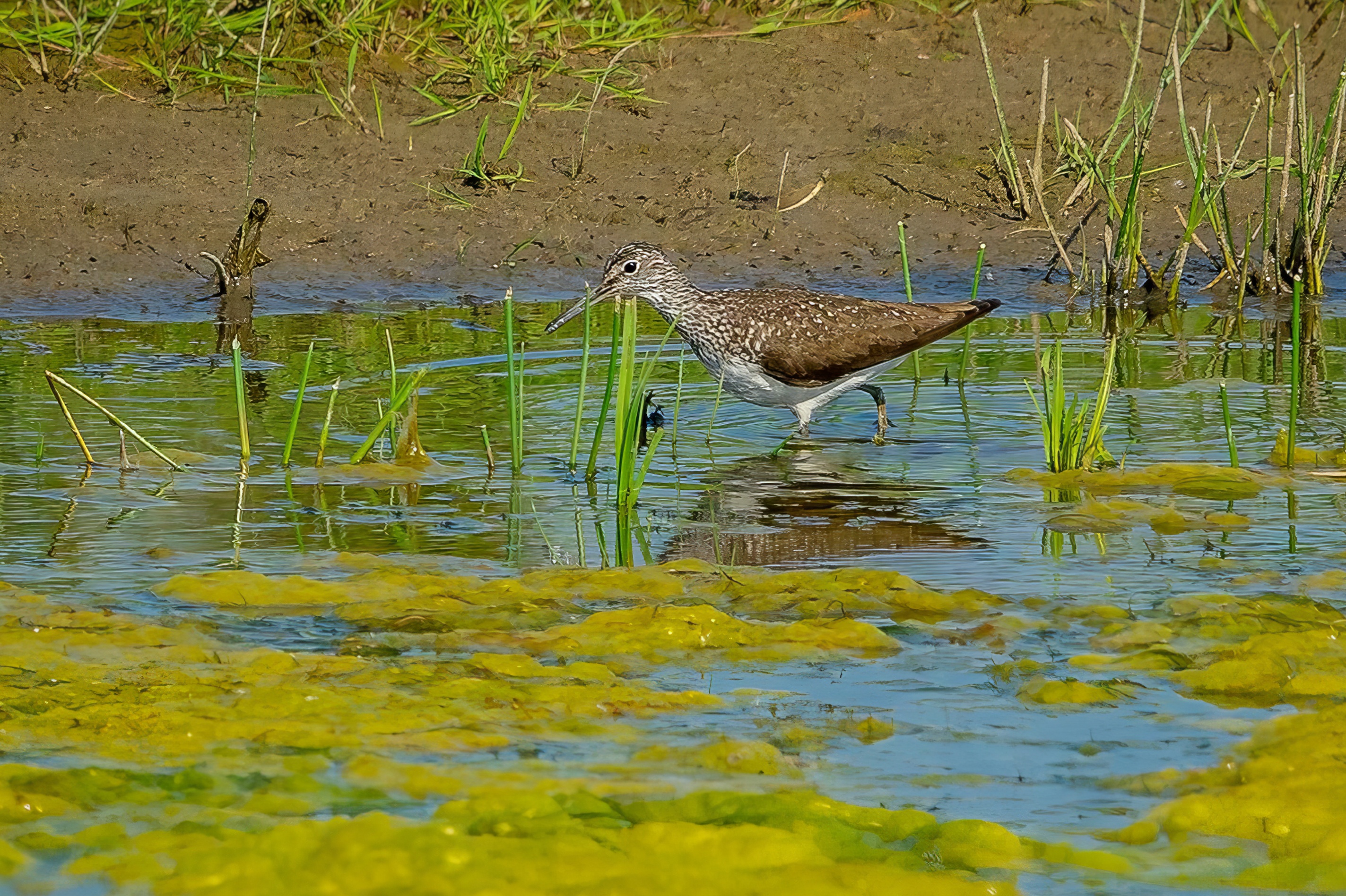 Waldwasserläufer